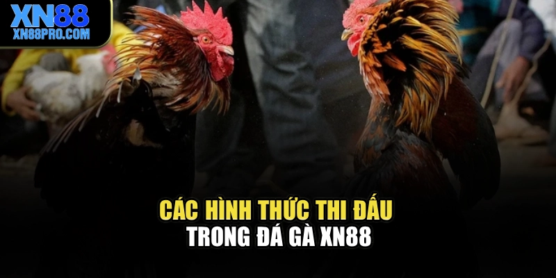 Các hình thức thi đấu trong đá gà XN88