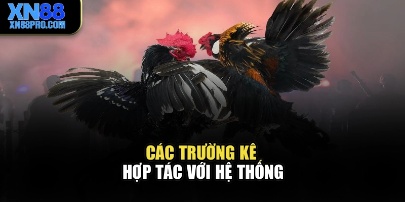 Các trường kê hợp tác với hệ thống