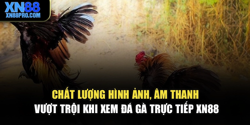 Chất lượng hình ảnh, âm thanh vượt trội khi xem đá gà trực tiếp XN88