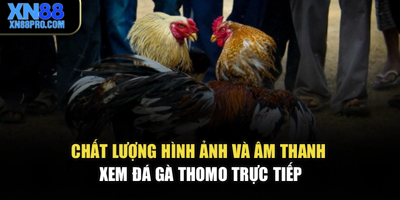 Chất lượng hình ảnh và âm thanh xem đá gà thomo trực tiếp