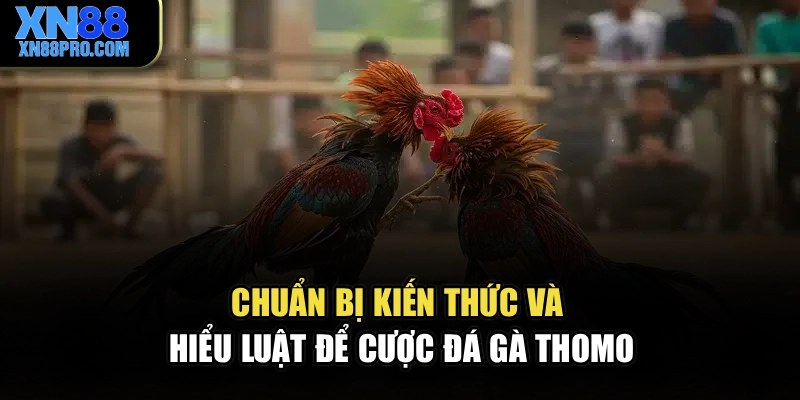 Chuẩn bị kiến thức và hiểu luật để cược Đá gà thomo
