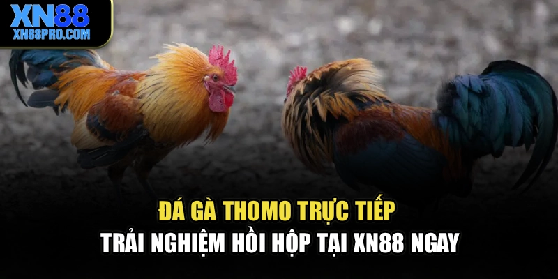 Đá Gà Thomo Trực Tiếp - Trải Nghiệm Hồi Hộp Tại XN88 Ngay