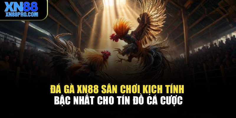 Đá Gà XN88 – Sân Chơi Kịch Tính Bậc Nhất Cho Tín Đồ Cá Cược
