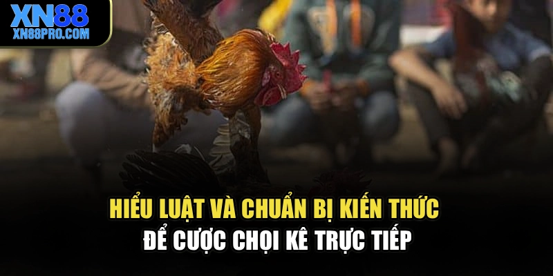 Hiểu luật và chuẩn bị kiến thức để cược chọi kê trực tiếp