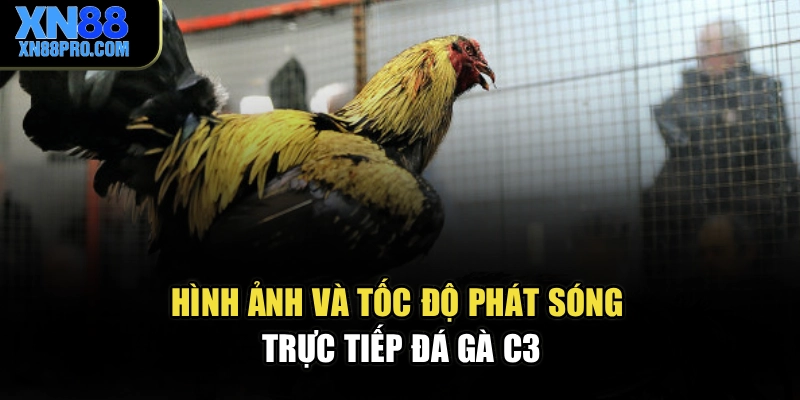 Hình ảnh và tốc độ phát sóng trực tiếp đá gà C3