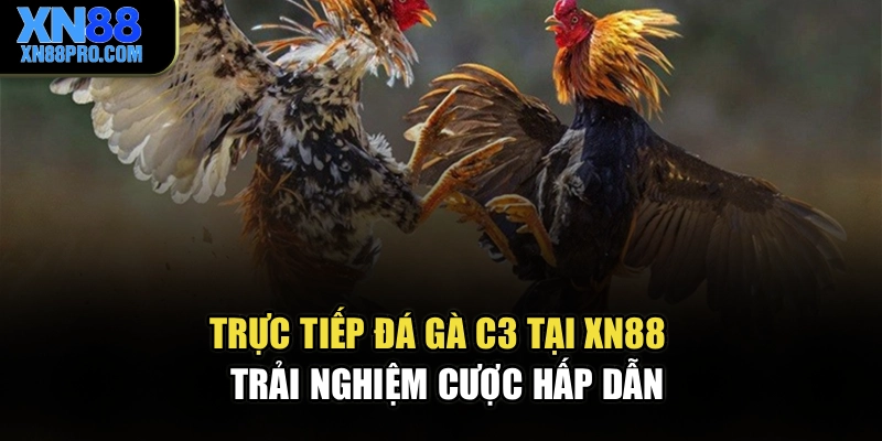 Trực Tiếp Đá Gà C3 Tại XN88 - Trải Nghiệm Cược Hấp Dẫn