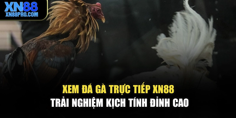 Xem Đá Gà Trực Tiếp XN88 – Trải Nghiệm Kịch Tính Đỉnh Cao